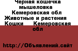 Черная кошечка мышеловка - Кемеровская обл. Животные и растения » Кошки   . Кемеровская обл.